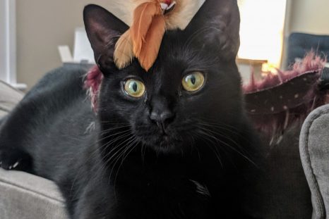 Happy Tails: Fritz
