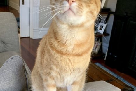 Happy Tails: Buster (formerly Kevin the Minion – FIV+)