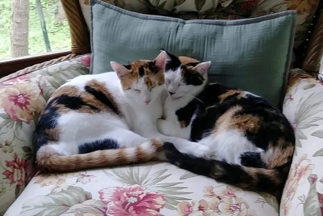 Happy Tails: Ruffles and Rainbow