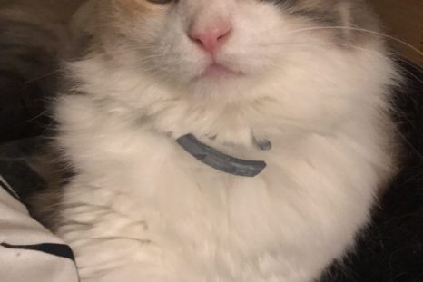 Happy Tails: Lizzie