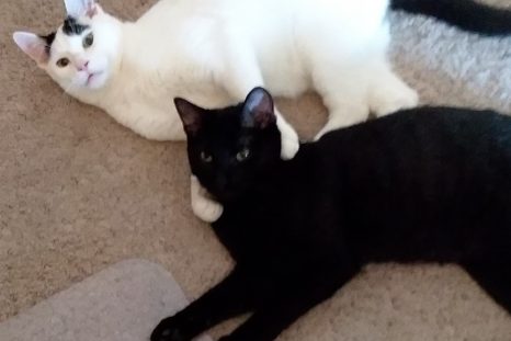 Happy Tails: Casper and Spooky