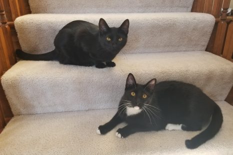 Happy Tails: Tux and Mew