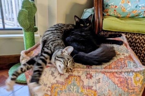 Happy Tails: Squee and Skittles (formerly Yakko and Wakko)